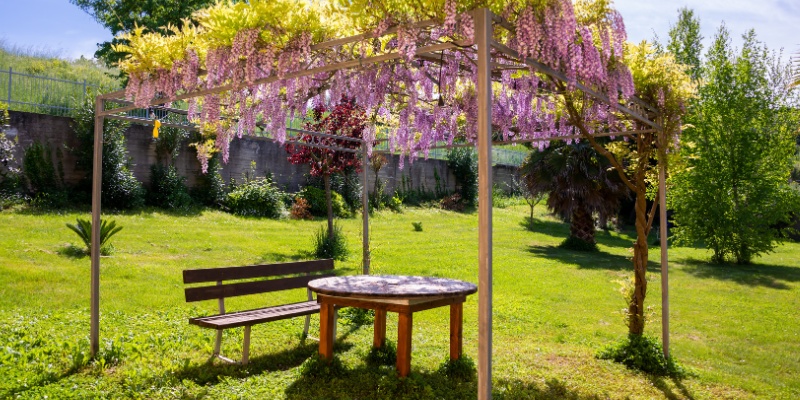 Benefits of Growing Wisteria on a Pergola